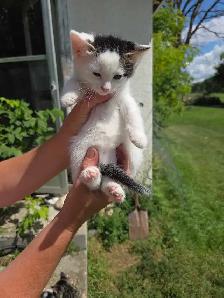 kittens to rehome - Photo 7