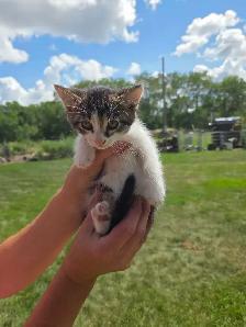 kittens to rehome - Photo 8