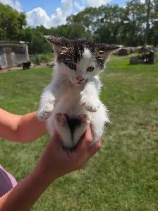 kittens to rehome - Photo 9