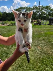 kittens to rehome - Photo 10