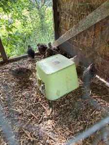 coturnix quail