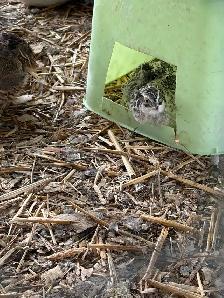 coturnix quail - Photo 2