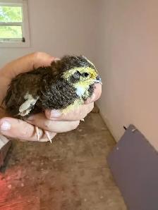 coturnix quail - Photo 3