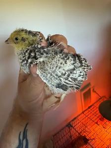 coturnix quail - Photo 4