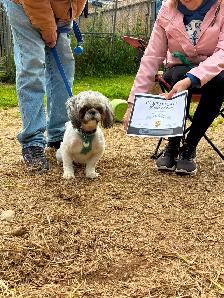 Dog Training Classes - Photo 2