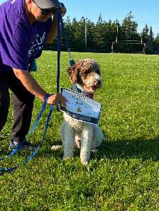 Dog Training Classes - Photo 4