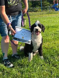 Dog Training Classes - Photo 5