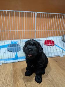 puppy for sale
