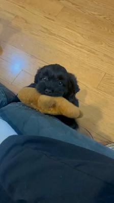 puppy for sale - Photo 2