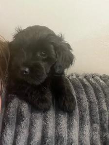 puppy for sale - Photo 3