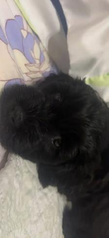 puppy for sale - Photo 4