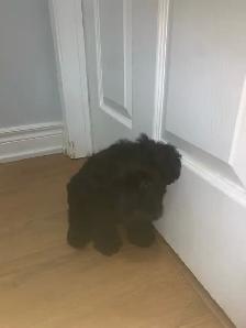 puppy for sale - Photo 5