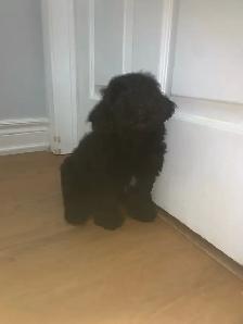 puppy for sale - Photo 6