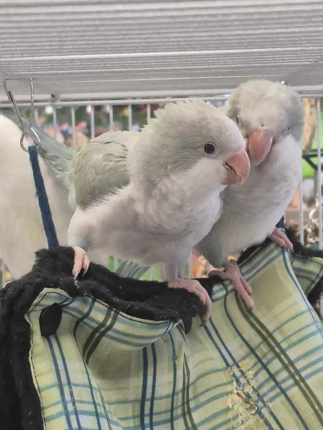Quaker bebe