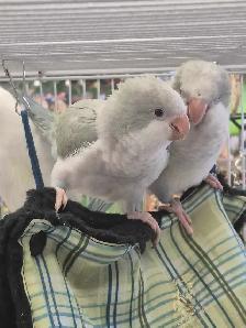 Quaker bebe