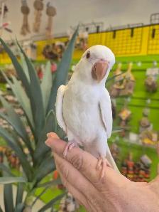Quaker bebe - Photo 3