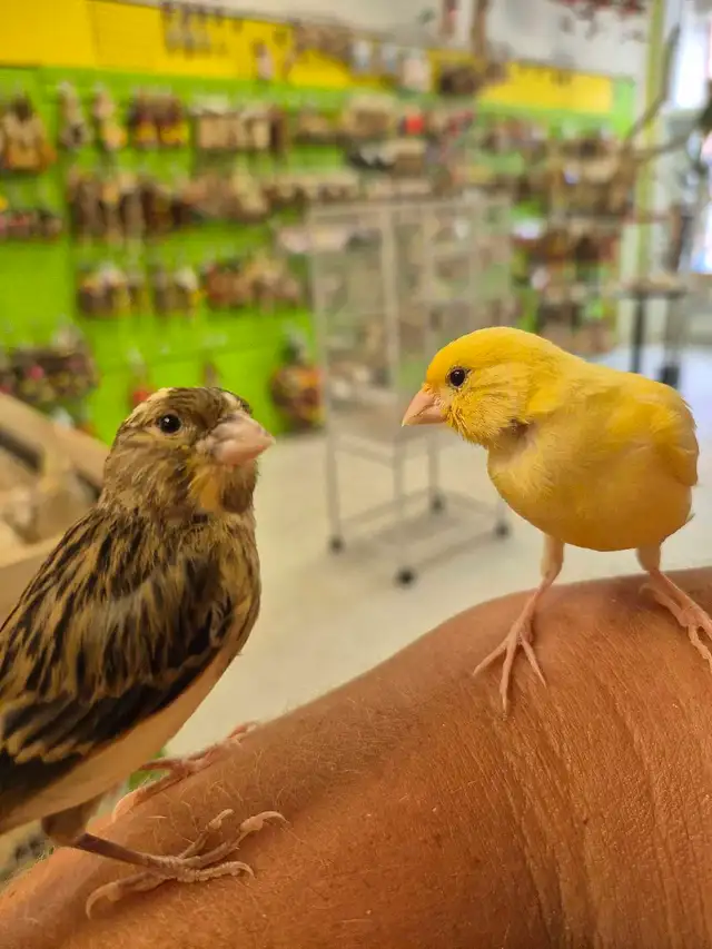 Canaris bebes