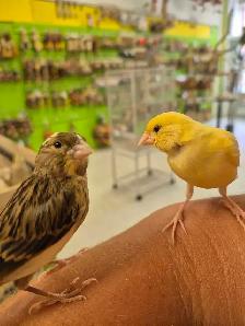 Canaris bebes