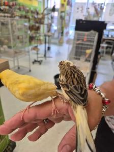 Canaris bebes - Photo 2