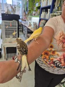 Canaris bebes - Photo 3