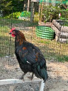 Roosters to re-home - Photo 2
