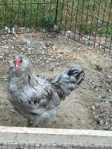 Roosters to re-home - Photo 3