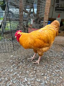 Roosters to re-home - Photo 4