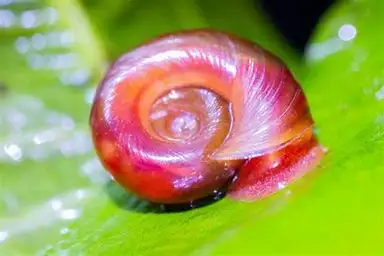 Escargot planorbe rose, salade d'eau et lentilles d'eau