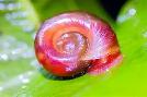 Escargot planorbe rose, salade d'eau et lentilles d'eau