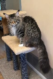 Maine Coon kittens - Photo 7