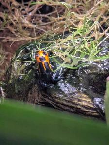 breeding pair dart frogs