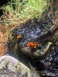 breeding pair dart frogs - Photo 2