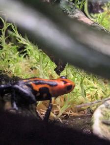 breeding pair dart frogs - Photo 3