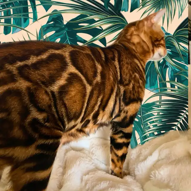 Top Quality Purebred TICA Registered Bengal Kittens