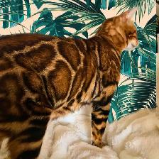Top Quality Purebred TICA Registered Bengal Kittens