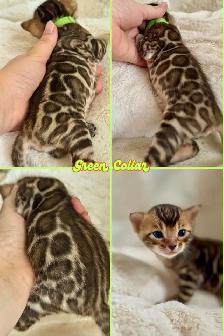 Top Quality Purebred TICA Registered Bengal Kittens - Photo 2