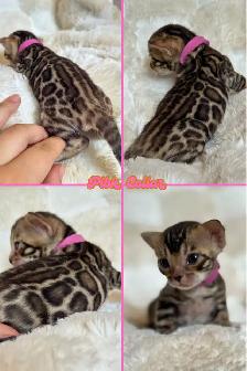 Top Quality Purebred TICA Registered Bengal Kittens - Photo 3