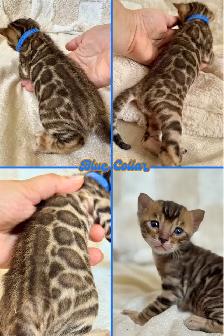 Top Quality Purebred TICA Registered Bengal Kittens - Photo 4