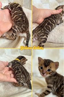 Top Quality Purebred TICA Registered Bengal Kittens - Photo 5