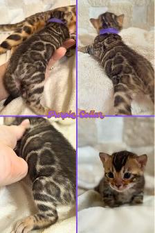 Top Quality Purebred TICA Registered Bengal Kittens - Photo 6