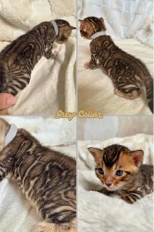Top Quality Purebred TICA Registered Bengal Kittens - Photo 7
