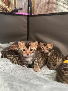 Top Quality Purebred TICA Registered Bengal Kittens - Photo 8