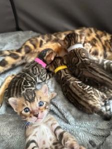 Top Quality Purebred TICA Registered Bengal Kittens - Photo 9
