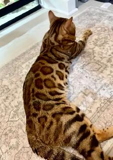 Top Quality Purebred TICA Registered Bengal Kittens - Photo 10