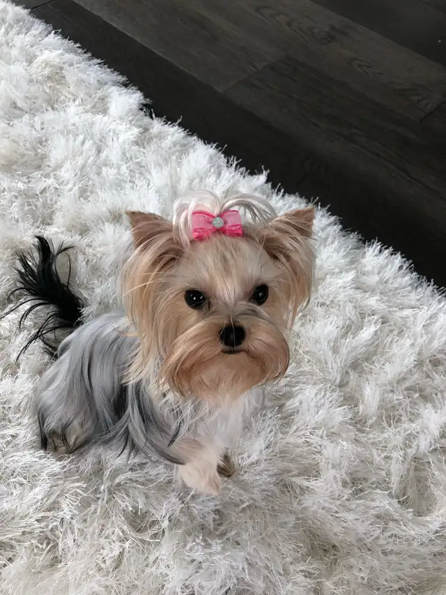Yorkshire Terrier Female