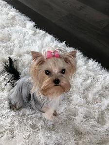 Yorkshire Terrier Female