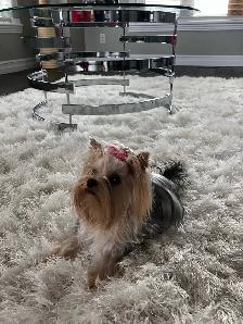 Yorkshire Terrier Female - Photo 2