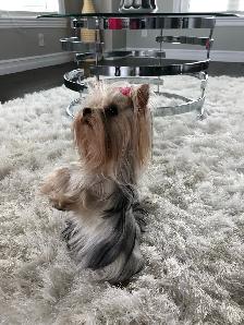 Yorkshire Terrier Female - Photo 3