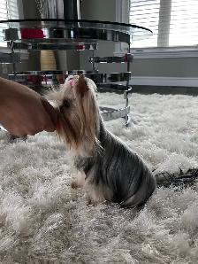 Yorkshire Terrier Female - Photo 4