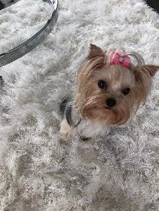 Yorkshire Terrier Female - Photo 5